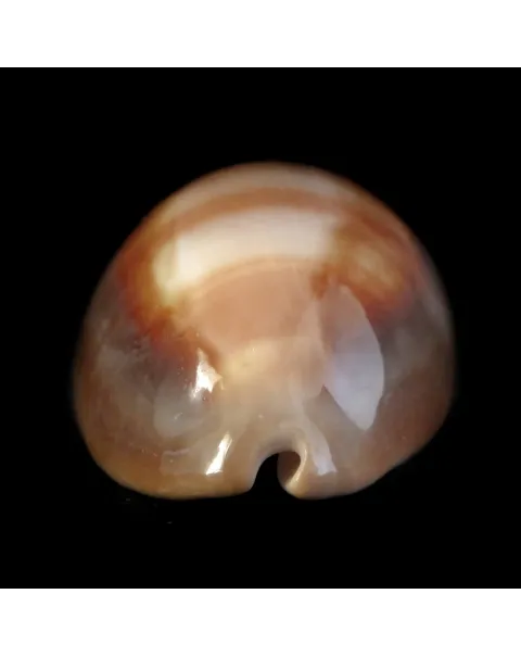 Lyncina Ventriculus 