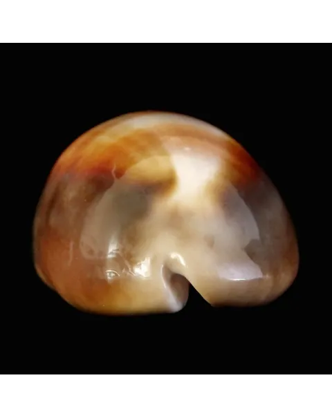 Lyncina Ventriculus 