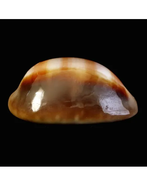 Lyncina Ventriculus 