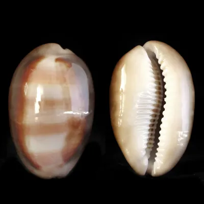 Lyncina Ventriculus 