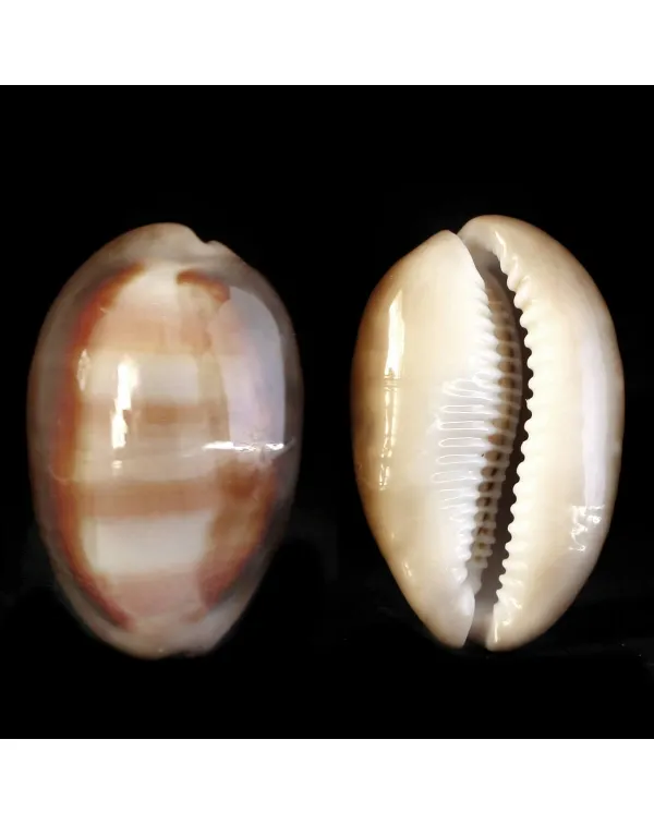 Lyncina Ventriculus 