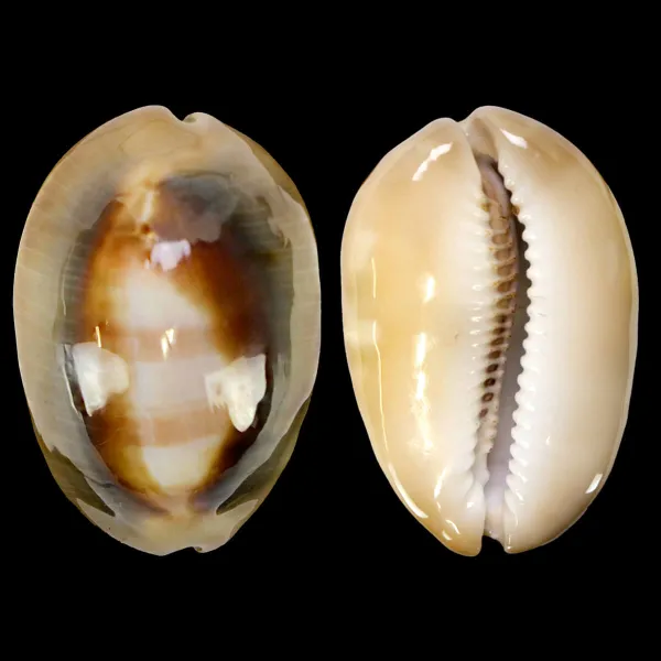 Lyncina Ventriculus 