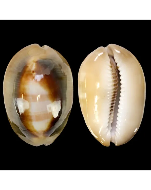 Lyncina Ventriculus 
