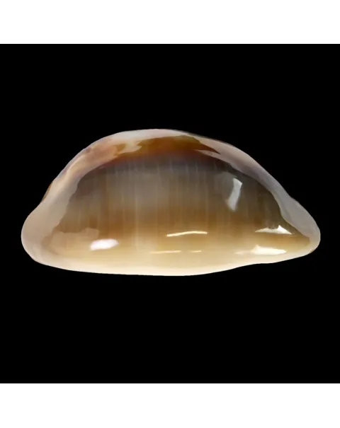 Lyncina Ventriculus 
