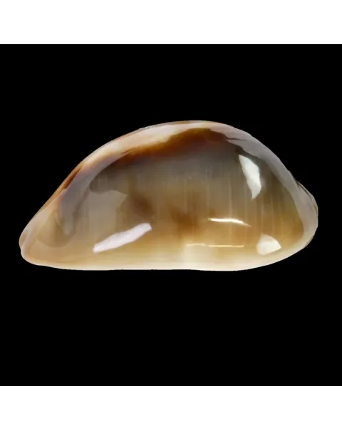 Lyncina Ventriculus 