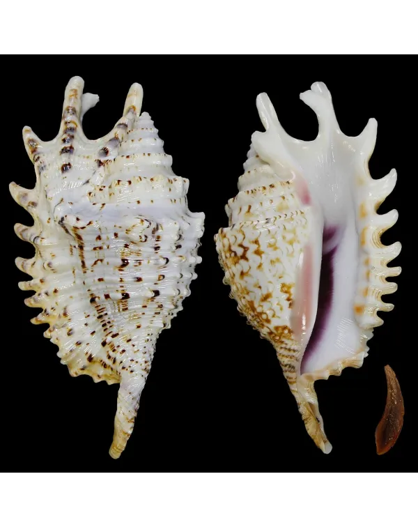 Lambis Violacea