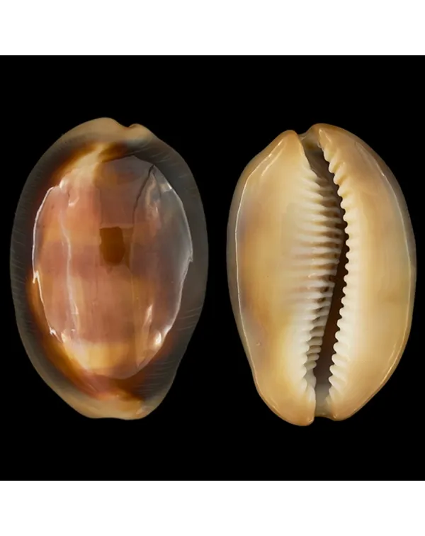 Lyncina Ventriculus