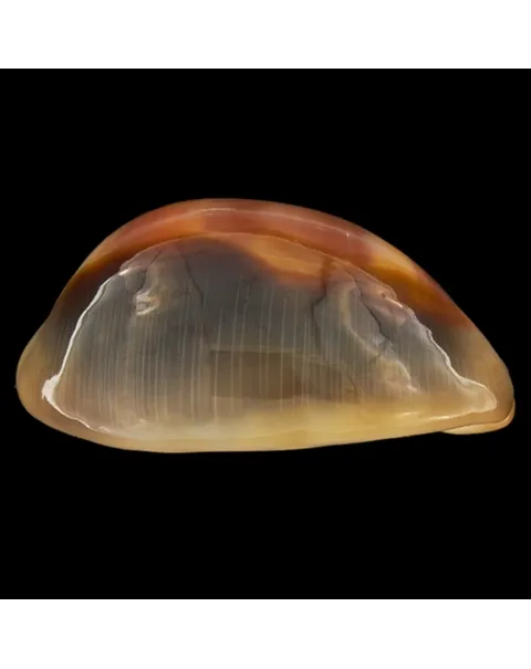 Lyncina Ventriculus