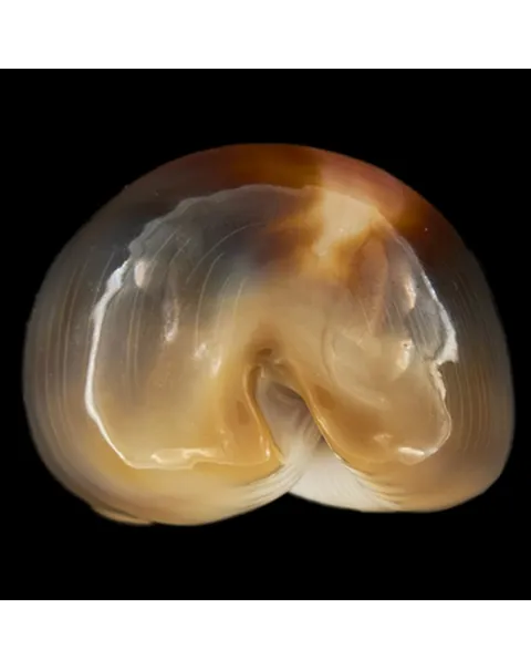 Lyncina Ventriculus