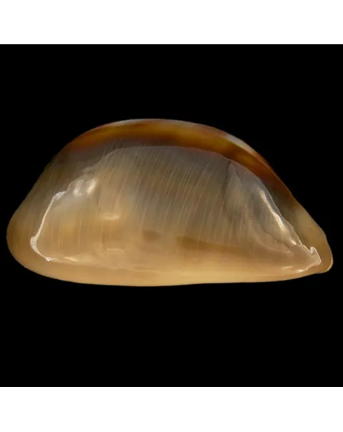 Lyncina Ventriculus