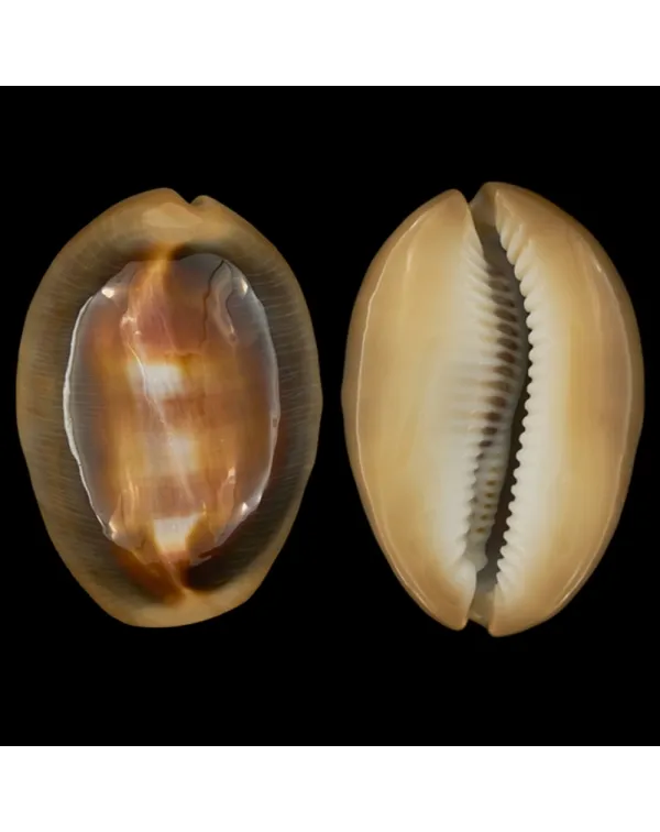 Lyncina Ventriculus