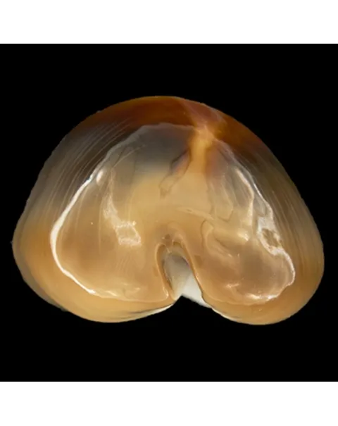 Lyncina Ventriculus