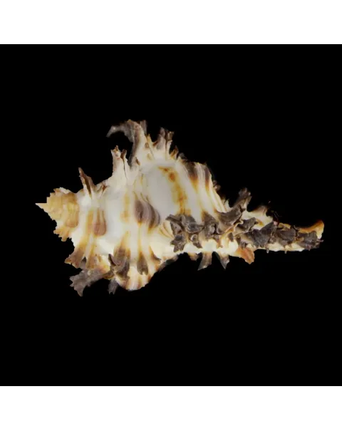 Chicoreus Brunneus BLACK & WHITE