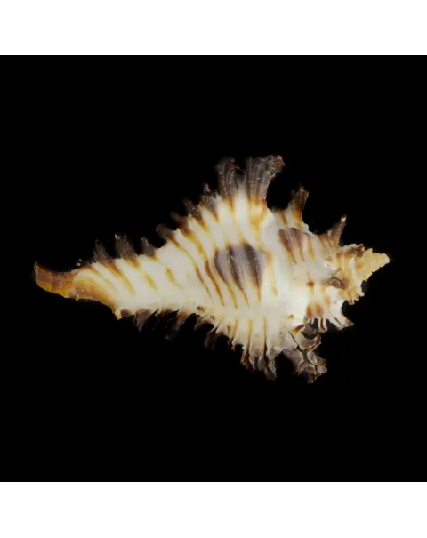 Chicoreus Brunneus BLACK & WHITE