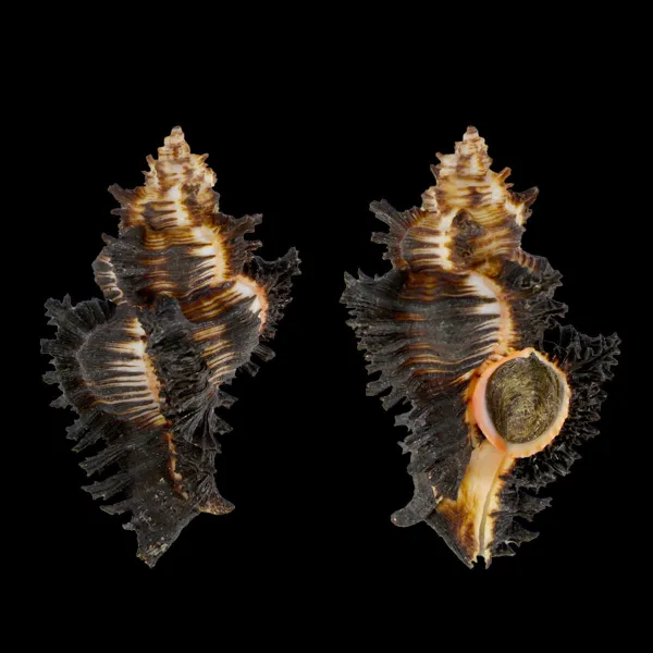Chicoreus Brunneus 