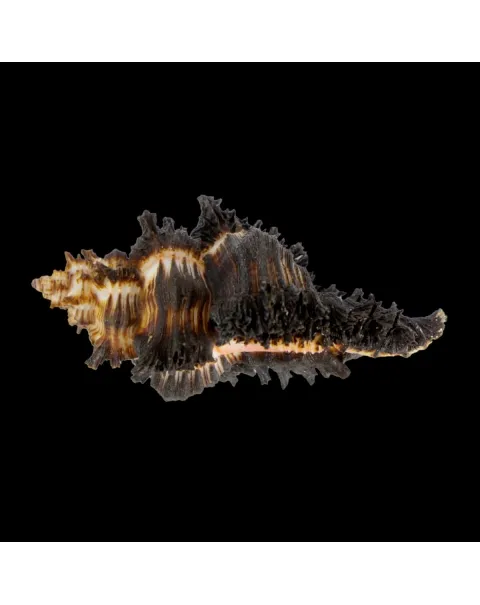 Chicoreus Brunneus 