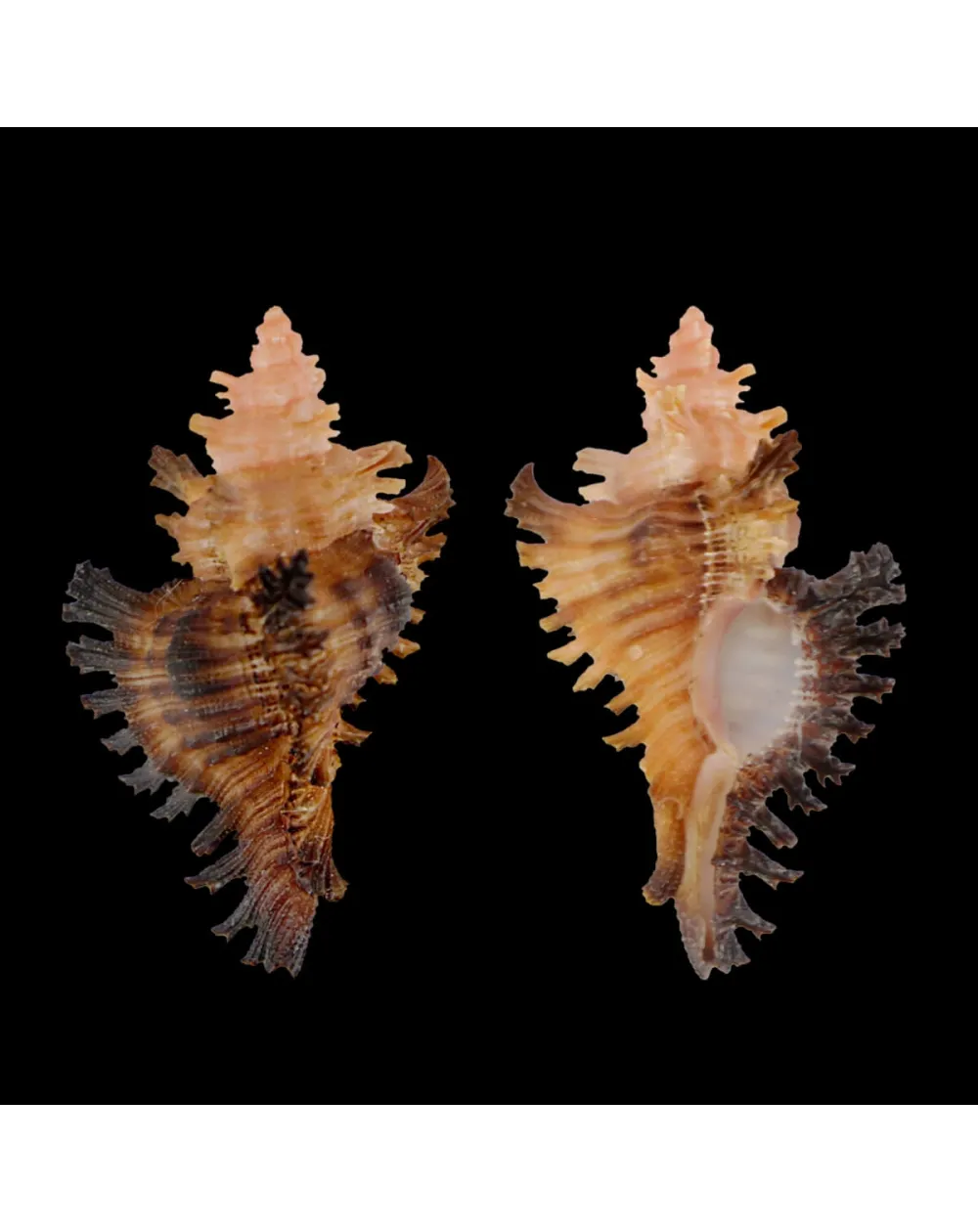 Chicoreus Strigatus