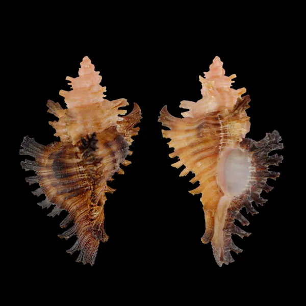 Chicoreus Strigatus