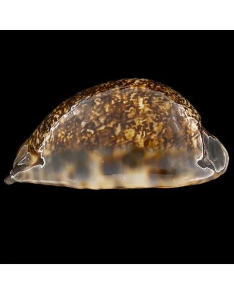 Mauritia Arabica Rudimaculosa