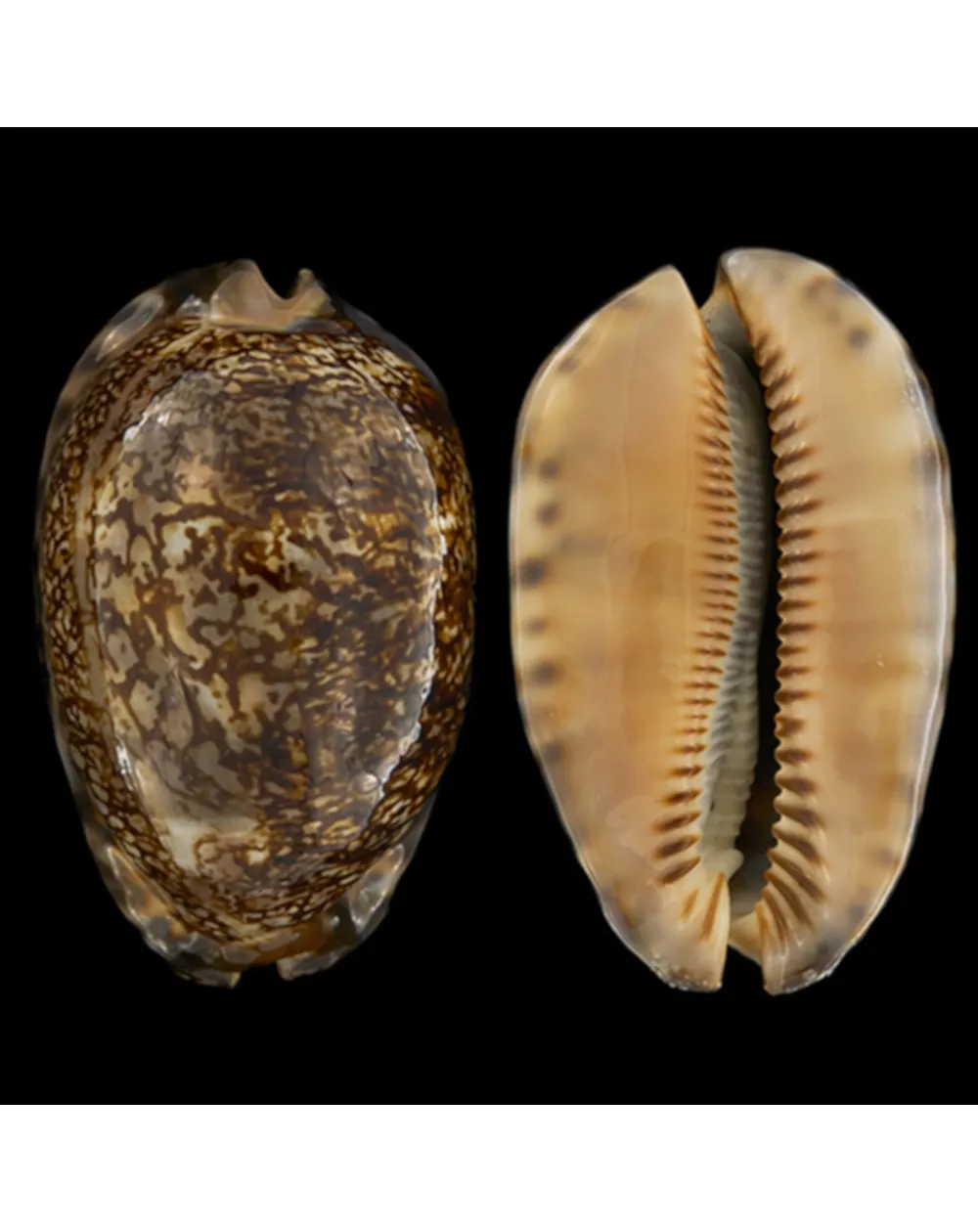 Mauritia Arabica Rudimaculosa