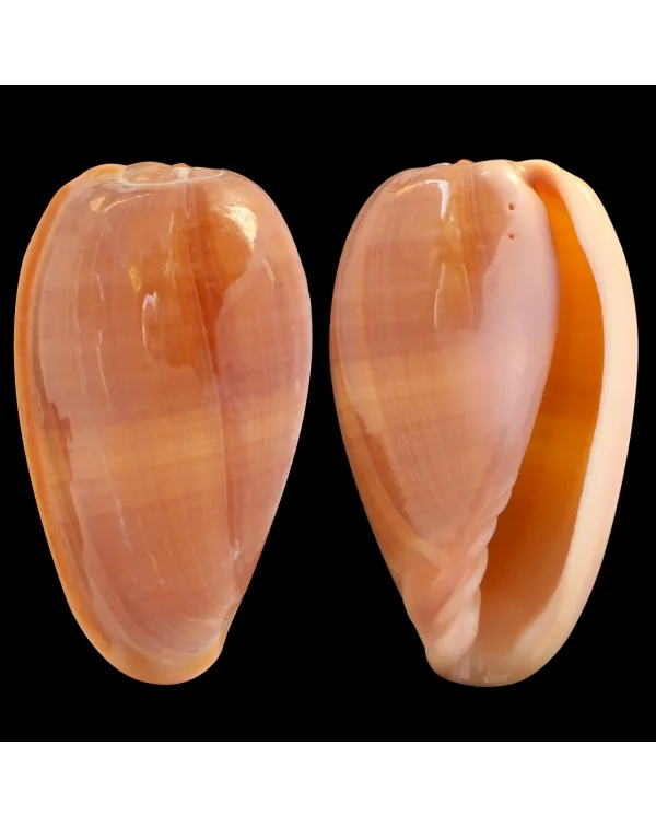 Bullata Matthewsi