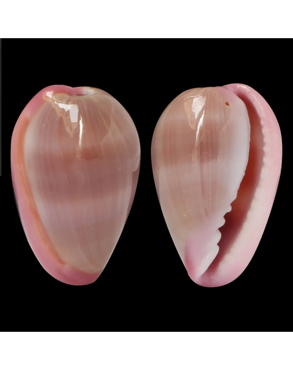 Bullata Lilacina