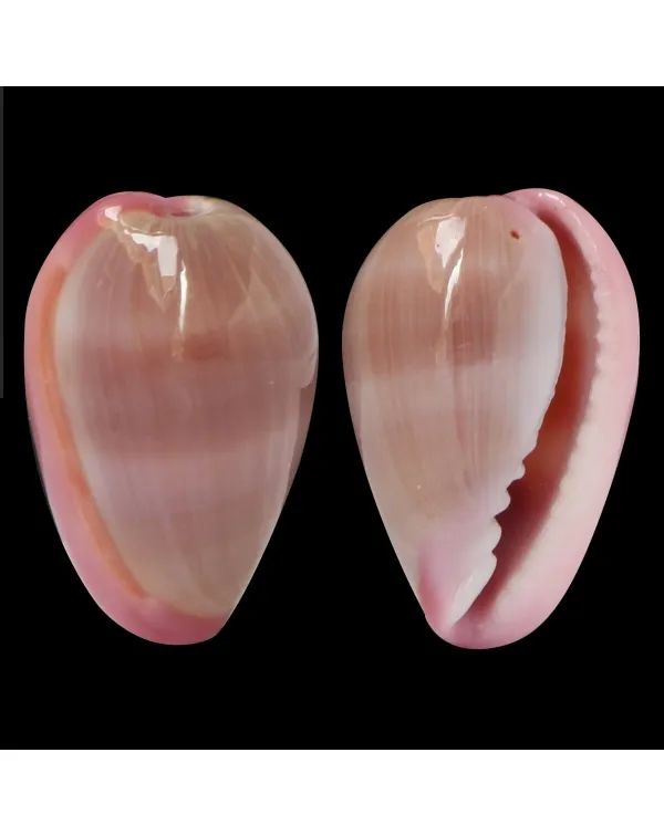 Bullata Lilacina