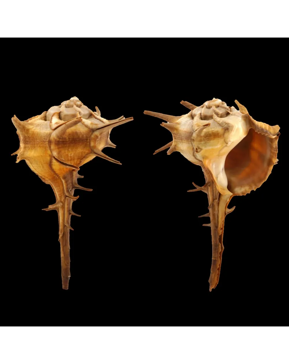 Bolinus Cornutus Cornutus