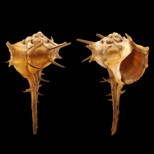 Bolinus Cornutus Cornutus