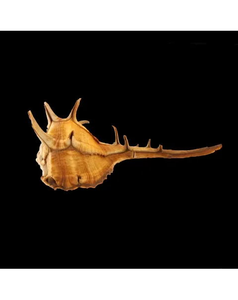 Bolinus Cornutus Cornutus