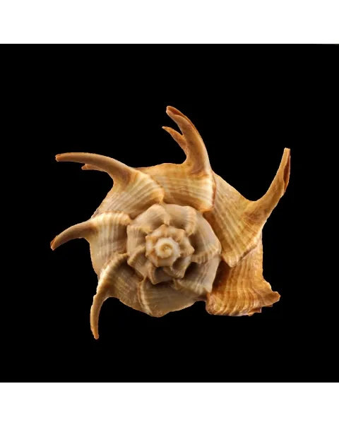 Bolinus Cornutus Cornutus