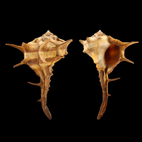 Bolinus Cornutus Cornutus