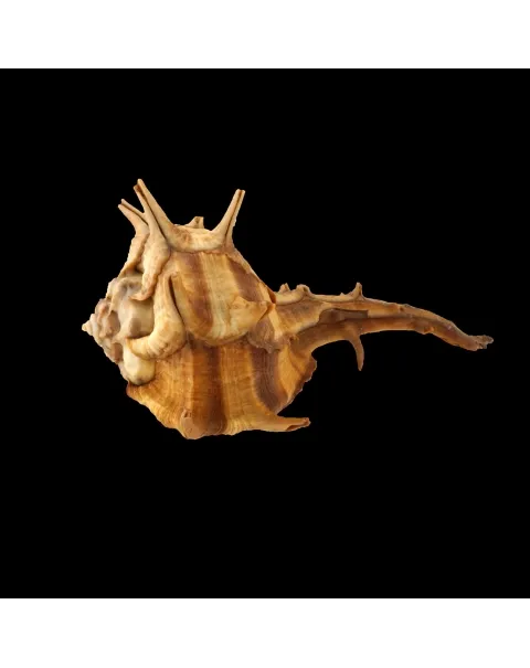 Bolinus Cornutus Cornutus