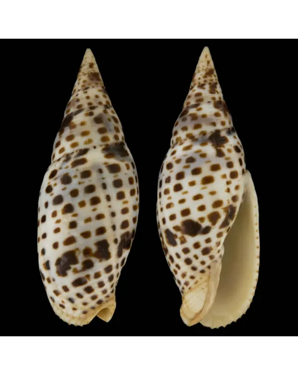 Mitra Cardinalis
