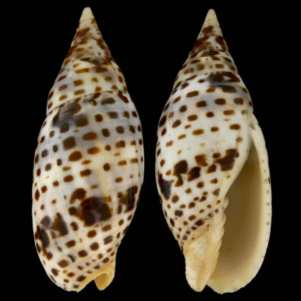 Mitra Cardinalis