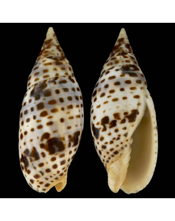Mitra Cardinalis