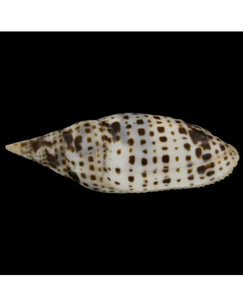 Mitra Cardinalis