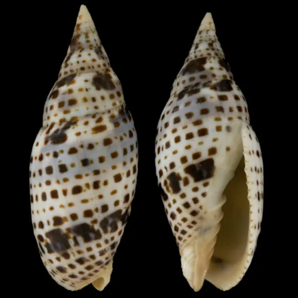 Mitra Cardinalis
