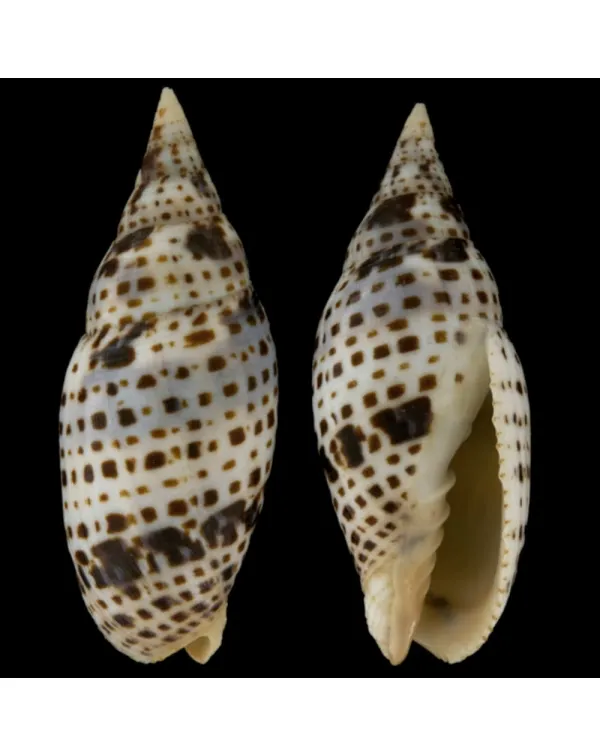 Mitra Cardinalis