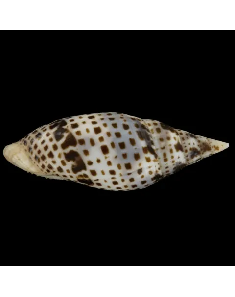 Mitra Cardinalis