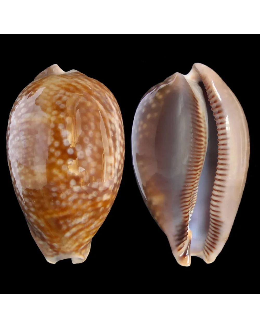 Macrocypraea Cervus