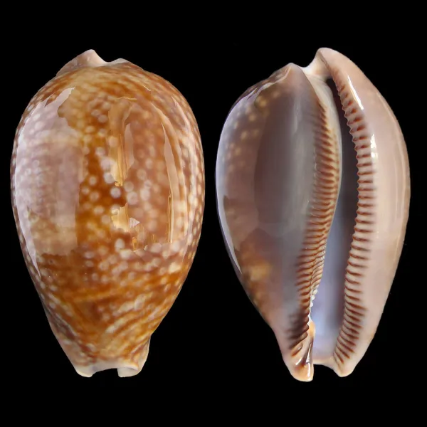 Macrocypraea Cervus