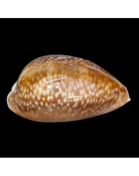 Macrocypraea Cervus