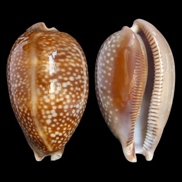 Macrocypraea Cervus
