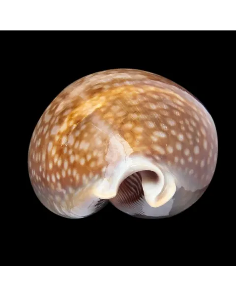 Macrocypraea Cervus