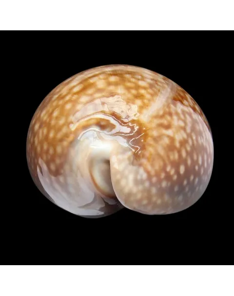 Macrocypraea Cervus