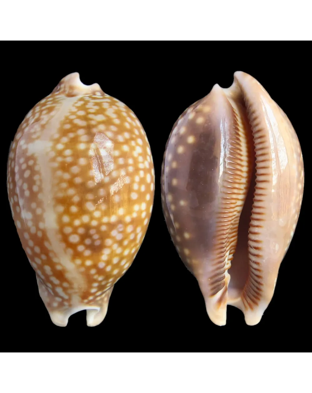 Macrocypraea Cervus