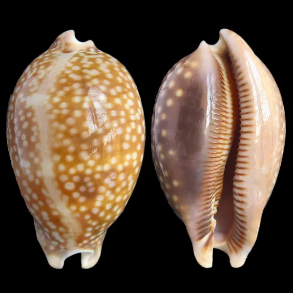 Macrocypraea Cervus