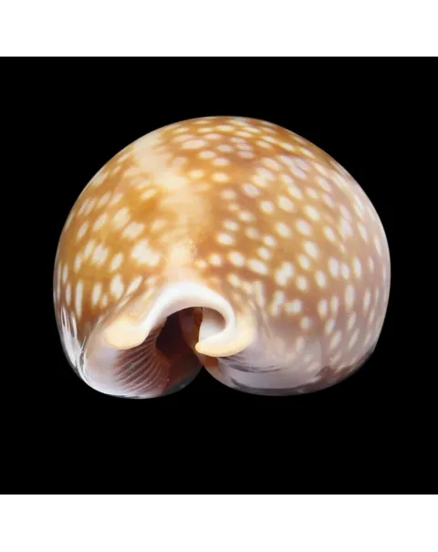 Macrocypraea Cervus