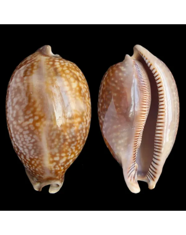 Macrocypraea Cervus